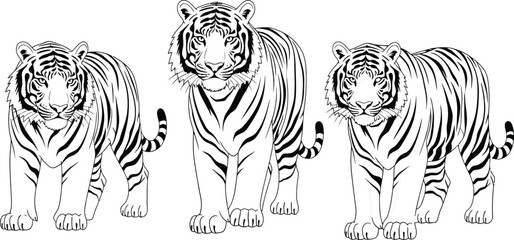 Detailed tiger outline vector illustration collection featuring wild jungle predator animals in standing front facing posesDetailed tiger outline vector illustration collection featuring wild jungle p © MdAnowar