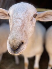 Naklejka premium portrait of a sheep