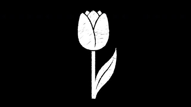 Spring tulip flower botanical sketch 4K Hand Drawn Animation with alpha transparent background