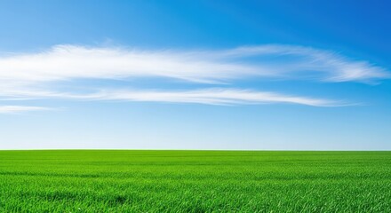 Obraz premium A vibrant green field stretching toward the horizon under a bright blue sky filled with soft white clouds on a sunny summer day, countryside, scenic, wild