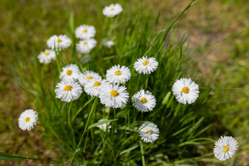 Fototapeta premium Beautiful wild daisies blooming in fresh green grass during springtime. Natural floral meadow scene with white and pink flowers, soft sunlight and peaceful outdoor countryside atmosphere.