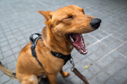 Brown mixed breed dog yawning on street pavement