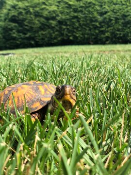 turtle on the grass