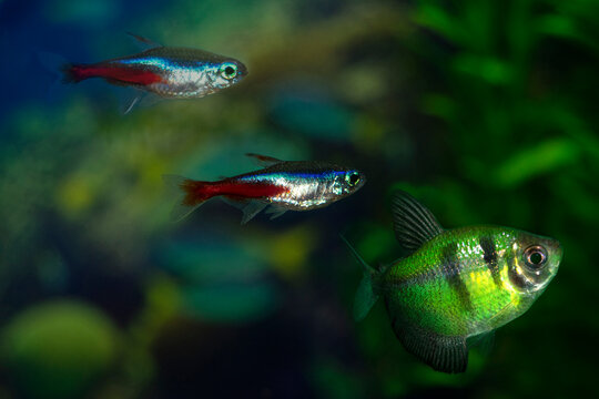 Two fish-neon are blue-red-gray. Paracheirodon innesi-Latin name. One fish-ternetzi  is green with black stripes. The Latin name Gymnocorymbus terne