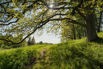 Fototapeta premium Path on green grass in the park in spring. Oak leaves hang in backlight