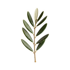 Fototapeta premium Close up of an olive branch with green leaves against white background