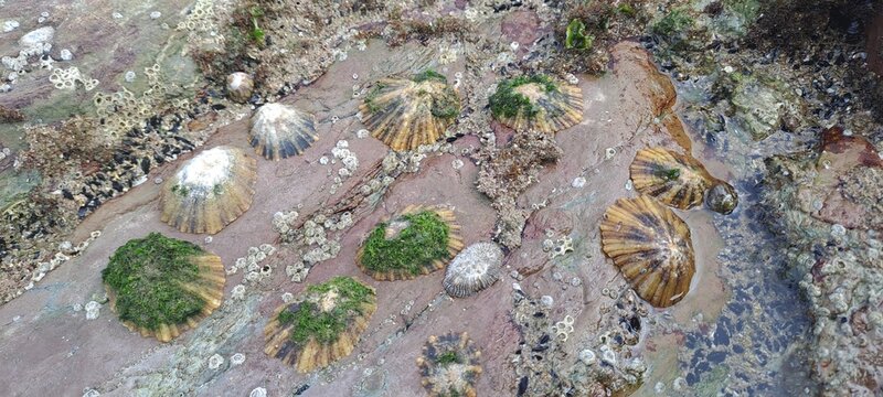 Limpets and barnacles clinging to coastal tide pool rocks