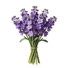 Obraz premium Elegant bouquet of purple stock flowers tied with natural twine against a white background