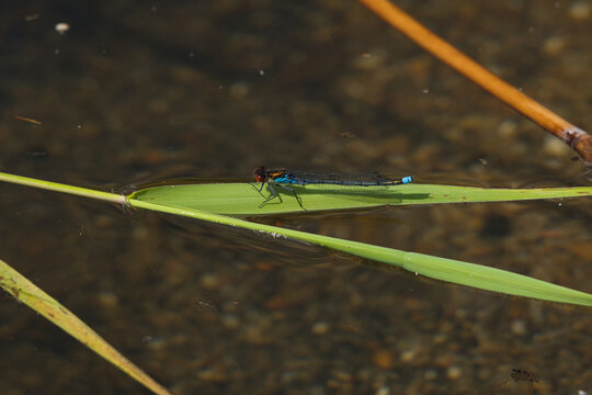 Filigrane blaue Libelle ruht auf einem gr&uuml;nen Blatt im stillen Wasser. Die nat&uuml;rliche Komposition und die ruhigen Farben vermitteln Sommer, Natur und Gelassenheit.