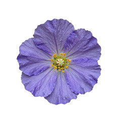 Naklejka premium Single purple geranium flower with raindrops on a white background, studio shot
