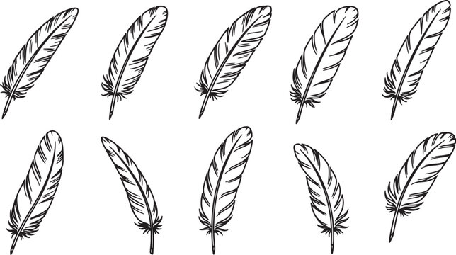 Eight detailed black and white feather in various styles also transparent background, line simple