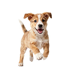 Obraz premium Joyful puppy runs forward with an excited expression on white background