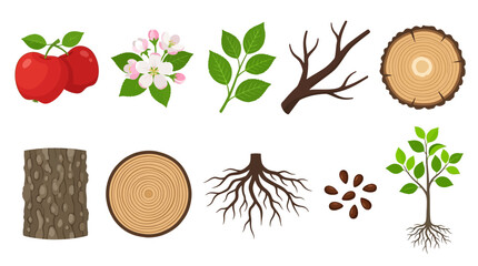 Vector illustration of elements of a tree, from roots to fruit and seeds, food production, growth stages and tree trunk cross sections © Nurul