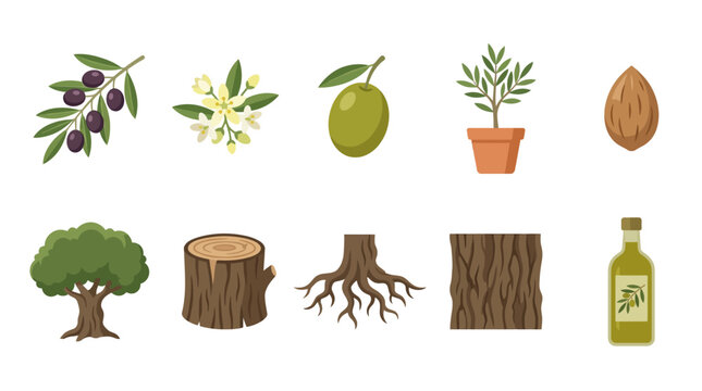 Set of vector food illustrations featuring olives, olive tree, almond, and olive oil production elements