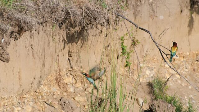 a pair of bee-eaters digging their nest in a sand wall, Merops apiaster, bee-eaters, digging their nest, sand wall, Italy