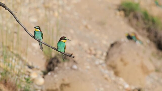 bee-eater, bee-eater digs in the sand, bee eater, family Meropidae,  require sunny, open landscapes with steep exposed earthen or sandy banks for nesting, sandy banks for nesting, Ticino River, Italy,