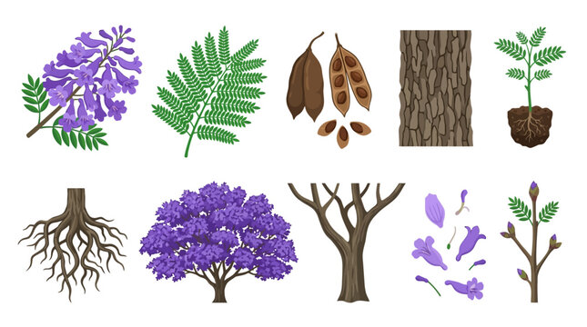 Jacaranda Tree Elements Vector Illustration Leaves, Flowers, Roots, Seeds, and Bark for Your Design Needs