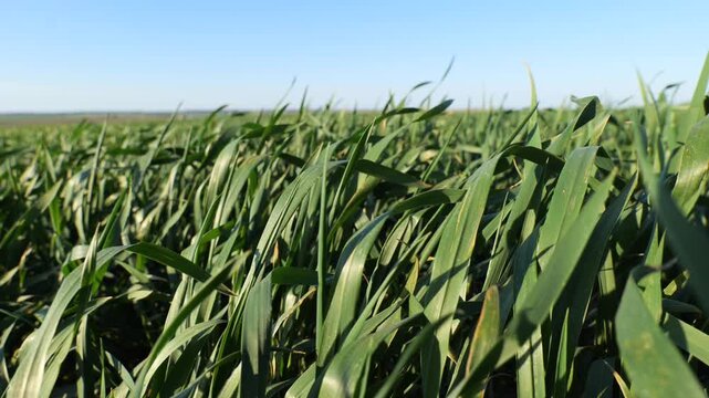 Wheat plants sway in the wind under a clear sky. The field stretches far into the distance with healthy green crops growing