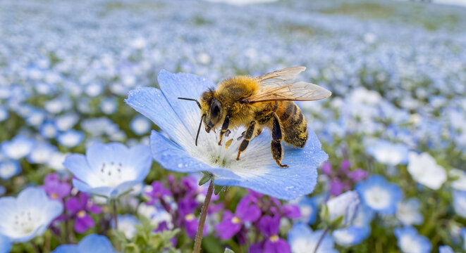 Busy honey bee gathers nectar from a vibrant blue flower in a stunning field of spring blossoms, showcasing nature's serene beauty and vital pollination cycle