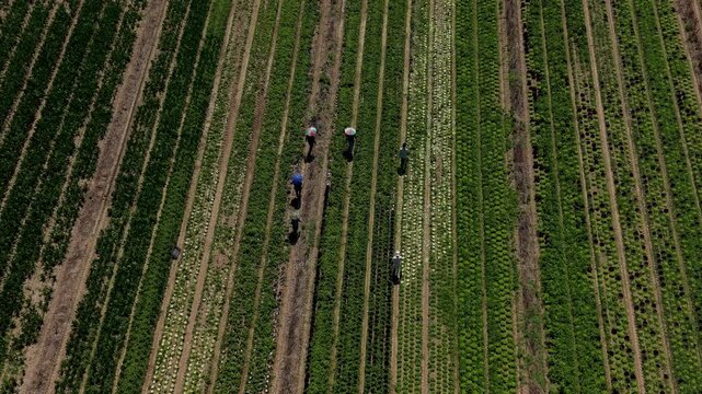 Farming Harvest Aerial View: An aerial view shows farmers working in rows of crops on a sunny day, highlighting the agricultural landscape and the hard work involved in cultivation.