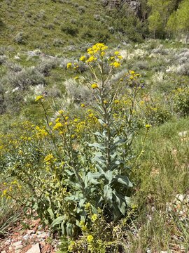 Dyers woad flowering in the wild mountain wilderness area of Utah