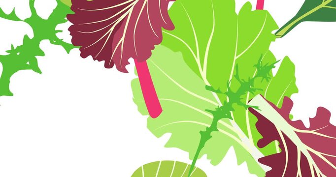 Flying salad leaves. Green red raw leaves on white. Arugula, spinach, lettuce leaf, watercress. Organic ingredients for cooking healthy food. 4k loop video graphic animation