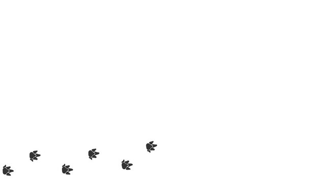 Animal paw prints.  Footprints walking animal on a trajectory of movement. Capyvara paw prints on a white background.  4K.  Animated Video