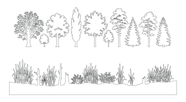 CAD trees and wetland plants line drawing set, side view outline forest trees reeds grass and landscape section symbols for architecture design vector illustration