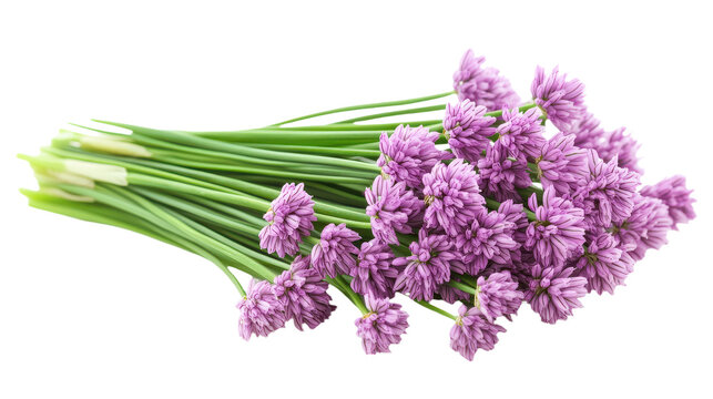 Bunch of fresh green chives with purple blossoms isolated on transparent background