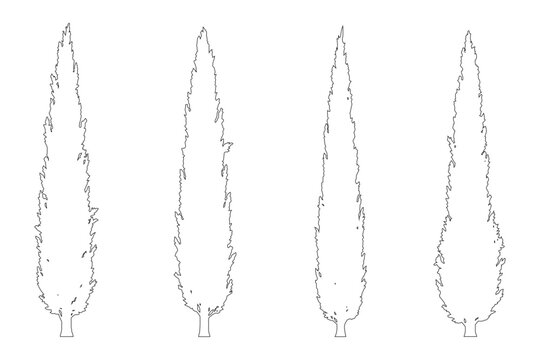 CAD cypress tree line drawing set, side view outline tall evergreen trees symbols for architecture landscape design garden elevation vector illustration