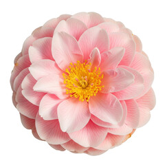 Fototapeta premium Pink peony flower in full bloom isolated on transparent background