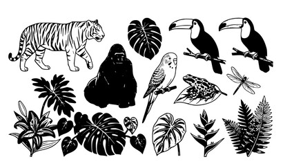 Premium Tropical Rainforest Animals Birds and Botanical Vector Pack © Rashel12