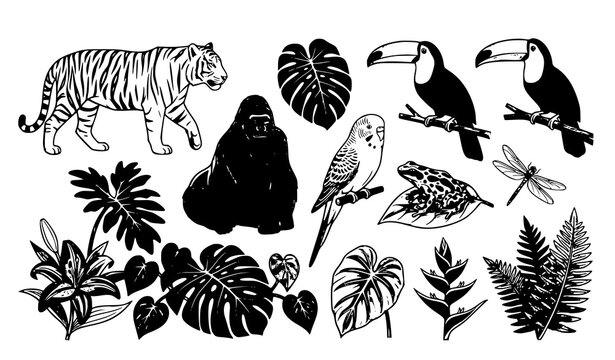 Premium Tropical Rainforest Animals Birds and Botanical Vector Pack