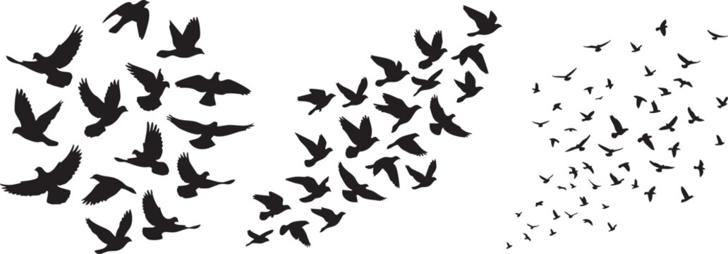 Flying birds silhouette vector illustration collection featuring various flock formations and isolated avian shapes for creative graphic design projects requiring dynamic movement and natural wildlife