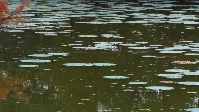 Louisiana, features water lily pads (Nymphaeaceae) floating on the surface of a pond.