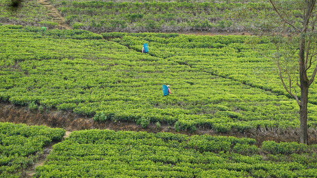 Plantaci&oacute;n de t&eacute; Labookellie en Sri Lanka