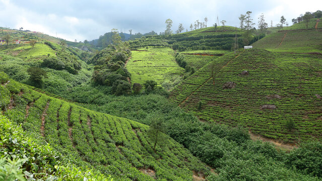 Plantaci&oacute;n de t&eacute; Labookellie en Sri Lanka