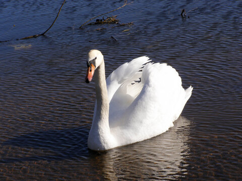 A white swan floating on calm water with its neck curved and wings slightly raised, creating a peaceful and elegant scene.