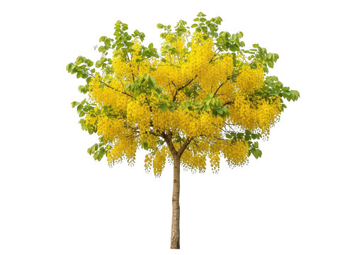Beautiful golden shower tree with bright yellow flowers and green leaves isolated for garden and landscape design