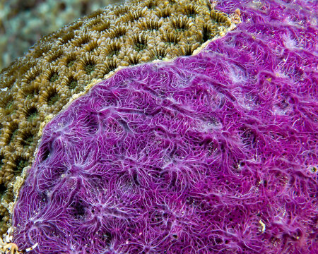  sponge