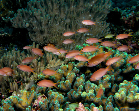 anthias