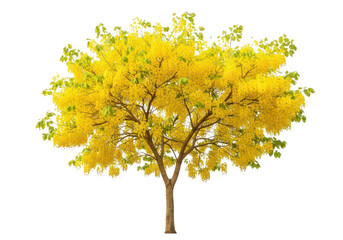 Fototapeta premium Beautiful flowering yellow tree with bright blossoms in full bloom