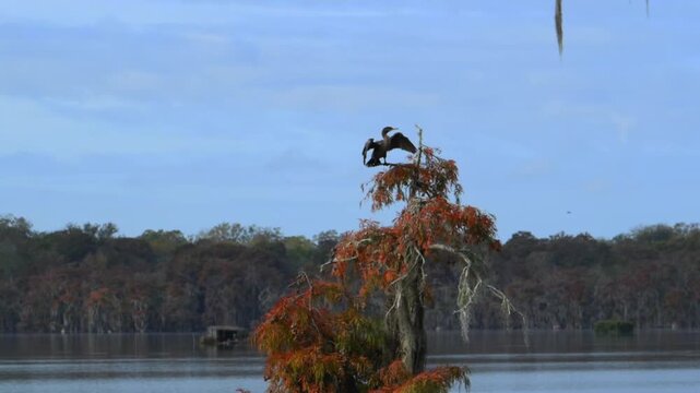 Louisiana, a Double-crested cormorant (Phalacrocorax auritus).