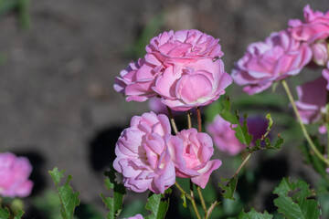 Obraz premium Pink rose flowers and bud growing in country rose garden. Rosebush abundant blooming in summer. Nature background with flowering pink roses. Natural floral summer bloom garden or park backdrop.