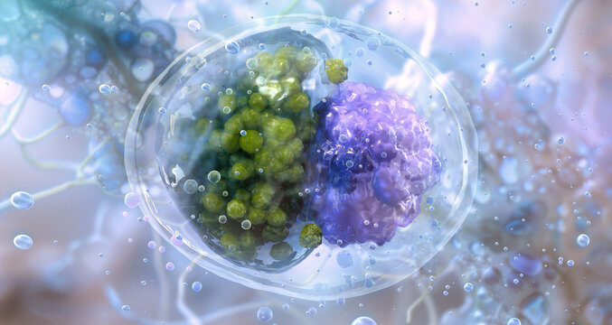 Chlamydia trachomatis bacteria cell. Sexually transmitted pathogen caused by the сhlamydia bacterium. Human reproductive health, infection, pelvic inflammatory disease, cellular invasion, infertility