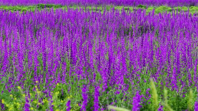 Vibrant purple field poppies and delphiniums gently swaying in the breeze. A stunning and serene natural scene that captures the joy of spring and summer.
