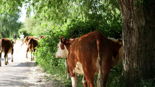 A group of Hereford cows walking in a field during summer