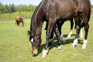 Naklejka premium A brown horse grazes in a green meadow, grazing on grass. A brown horse grazes on a farm on a sunny day.