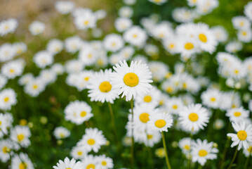 Fototapeta premium Beautiful Daisy Flowers Blooming In Green Summer Meadow