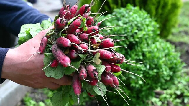 Freshly harvested radishes held in male hands in a home garden. Organic vegetables, seasonal harvest and natural farming concept.